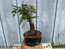 Load image into Gallery viewer, Zelkova, Japanese Grey Bark Elm #15
