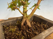 Load image into Gallery viewer, Kotohime Japanese Maple-016
