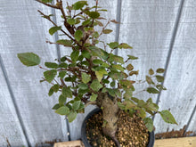 Load image into Gallery viewer, Korean Hornbeam, Carpinus Koreana
