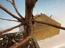 Load image into Gallery viewer, Dawn Redwood 002
