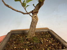 Load image into Gallery viewer, Japanese Flowering Crab Apple, 002
