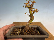 Load image into Gallery viewer, Kotohime Japanese Maple-002
