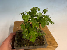 Load image into Gallery viewer, Trident Maple 009
