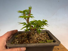 Load image into Gallery viewer, Shishigashira Japanese Maple 008
