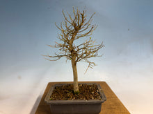 Load image into Gallery viewer, Chinese Hackberry, Celtis 001
