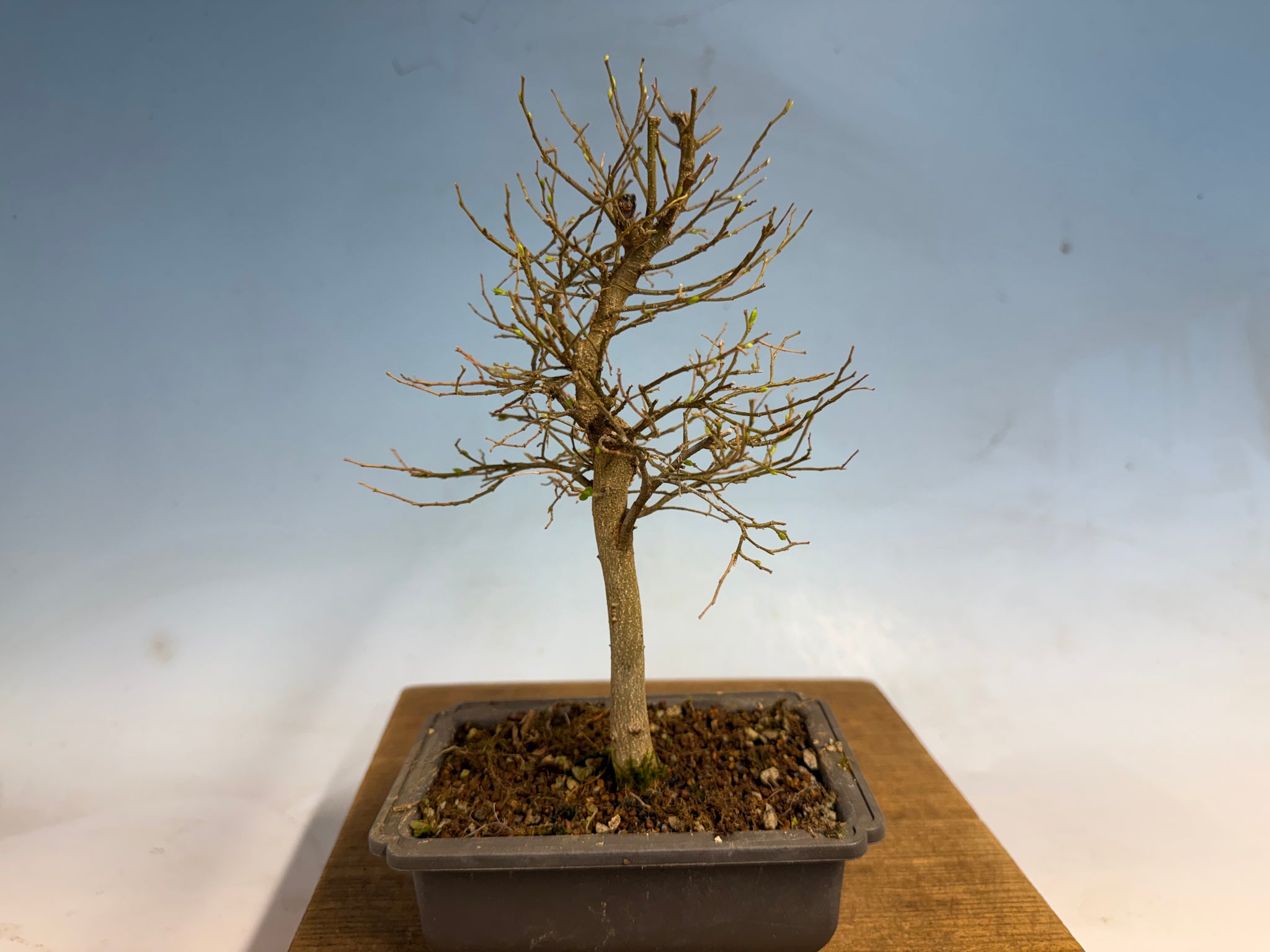 Chinese Hackberry, Celtis 001 – Kaede Bonsai-en