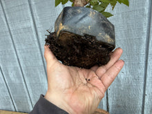 Load image into Gallery viewer, Zelkova, Japanese Grey Bark Elm #15
