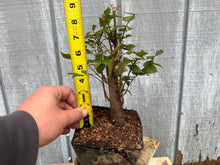 Load image into Gallery viewer, Zelkova, Japanese Grey Bark Elm #5

