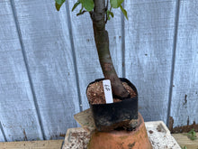 Load image into Gallery viewer, Chinese Quince #3
