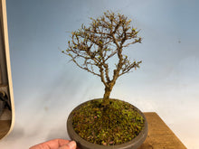Load image into Gallery viewer, Chinese Elm var. Yatsabusa Cork Bark
