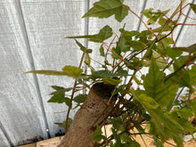 Load image into Gallery viewer, Trident Maple #34
