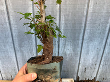 Load image into Gallery viewer, Trident Maple #24
