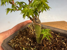 Load image into Gallery viewer, Shishigashira Japanese Maple 003
