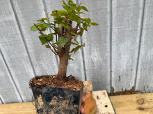 Load image into Gallery viewer, Zelkova, Japanese Grey Bark Elm #7
