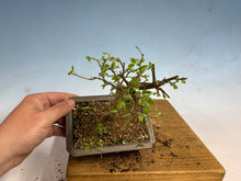 Load image into Gallery viewer, Chinese Hackberry, Celtis 005
