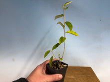 Load image into Gallery viewer, Kon-Gumi (Deciduous Eleagnus)
