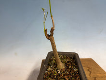 Load image into Gallery viewer, Japanese Wisteria 008
