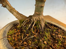 Load image into Gallery viewer, Kotohime Japanese Maple-007 Var. Dwarf Goshiki
