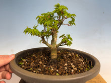 Load image into Gallery viewer, Shishigashira Japanese Maple 004
