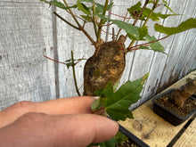 Load image into Gallery viewer, Trident Maple #46
