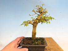 Load image into Gallery viewer, Trident Maple 007
