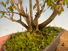 Load image into Gallery viewer, Trident Maple-Shohin Clump 002

