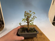 Load image into Gallery viewer, Zelkova, Japanese Grey Bark Elm 013
