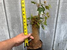 Load image into Gallery viewer, Trident Maple #43
