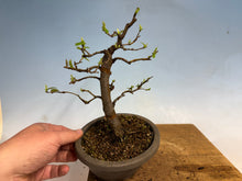 Load image into Gallery viewer, Chinese Quince 005
