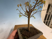Load image into Gallery viewer, Zelkova, Japanese Grey Bark Elm 011
