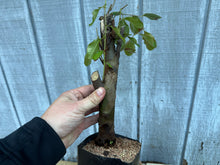 Load image into Gallery viewer, Chinese Quince #3
