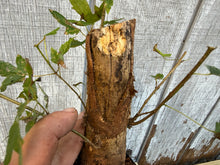 Load image into Gallery viewer, Trident Maple #4
