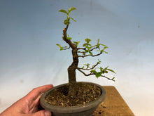 Load image into Gallery viewer, Chinese Quince 010

