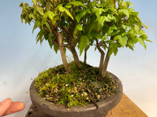 Load image into Gallery viewer, Trident Maple-Shohin Forest 001
