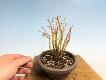 Load image into Gallery viewer, Japanese Maple Clump 001-11 Trees
