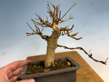 Load image into Gallery viewer, Trident Maple 002
