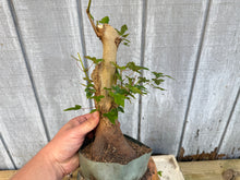 Load image into Gallery viewer, Trident Maple #39
