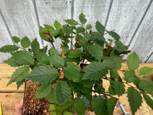 Load image into Gallery viewer, Zelkova, Japanese Grey Bark Elm #6

