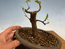 Load image into Gallery viewer, Chinese Quince 009
