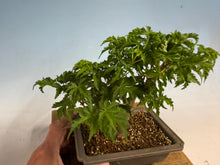Load image into Gallery viewer, Shishigashira Japanese Maple 018
