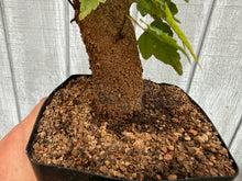 Load image into Gallery viewer, Trident Maple #35
