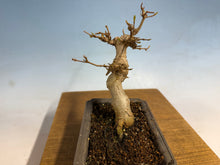 Load image into Gallery viewer, Trident Maple 001
