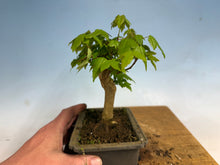 Load image into Gallery viewer, Trident Maple 012
