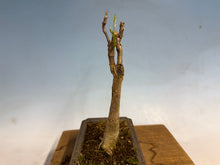 Load image into Gallery viewer, Japanese Wisteria 009-old one!
