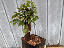 Load image into Gallery viewer, Zelkova, Japanese Grey Bark Elm #9

