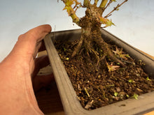Load image into Gallery viewer, Kotohime Japanese Maple-009
