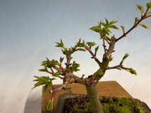 Load image into Gallery viewer, Shishigashira Japanese Maple 002
