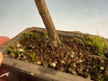 Load image into Gallery viewer, Japanese Maple 004
