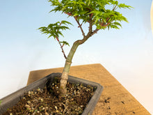 Load image into Gallery viewer, Shishigashira Japanese Maple 010
