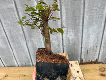 Load image into Gallery viewer, Zelkova, Japanese Grey Bark Elm #7
